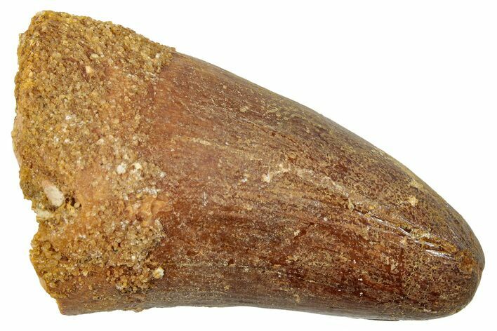 Cretaceous Fossil Crocodylomorph Tooth - Morocco #250714